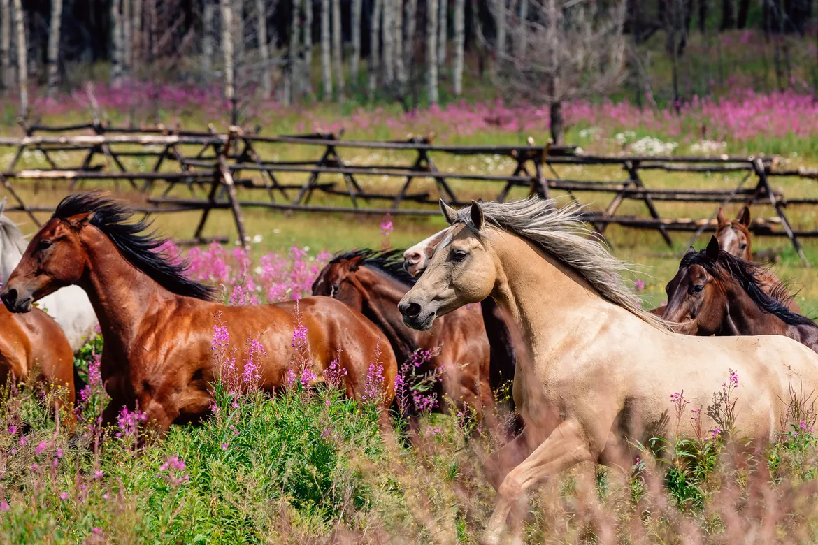 Our horses gallop through meadows carpeted with vibrant pink fireweed at Siwash Lake