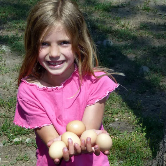 Child collecting hens eggs
