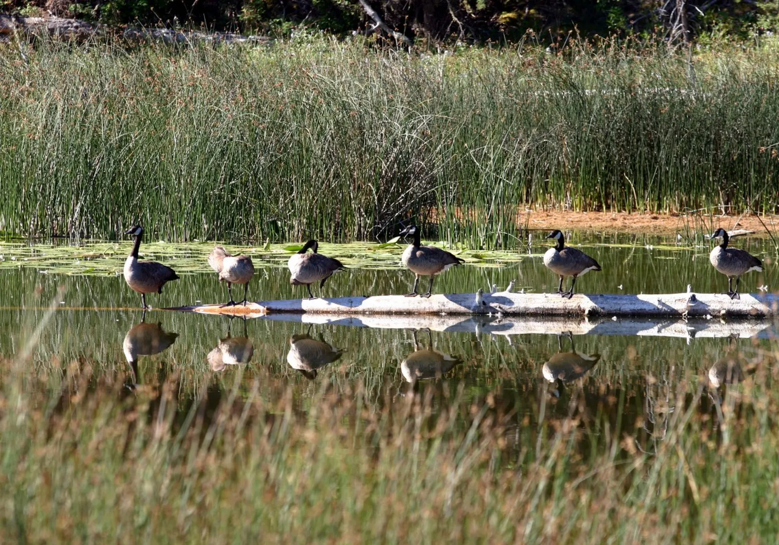 Canada geese nest in the marshes of our private Wildland Nature Reserve