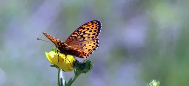 Wildland Private Nature Reserve