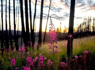 Learn About Fire Ecolgy & Climate Change