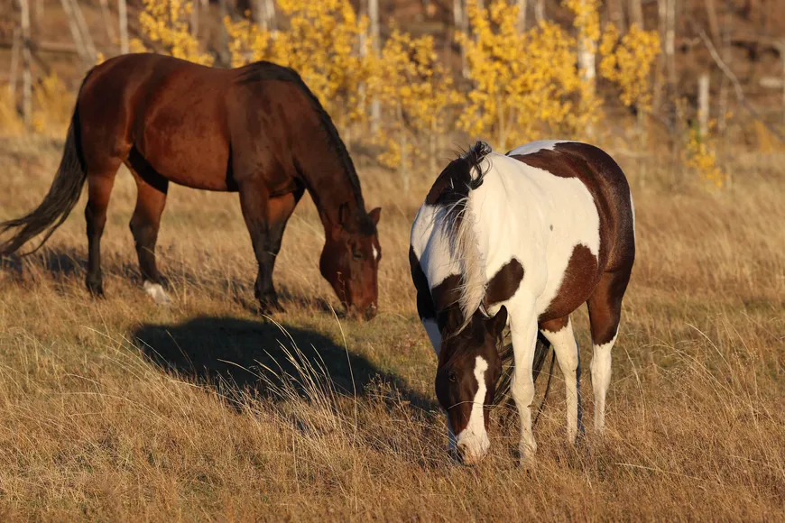 Horses graze in in a golden meadow at the ranch