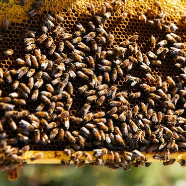 The honey bee hives at Siwash Lake Wilderness Resort