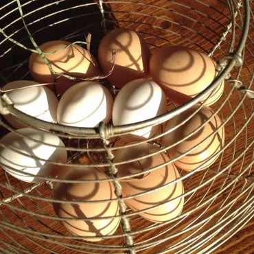 Farm-fresh eggs from Siwash hens