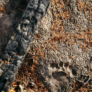 Black bear track among the ash