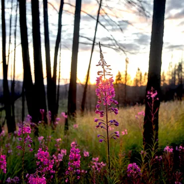 The beautiful wildfflower, Fireweed, that thrives after a forest fire, represents hope and resiliency