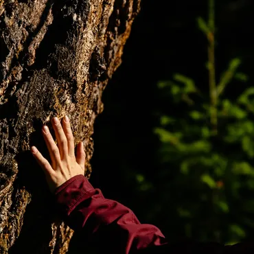 The wisdom of an old growth fir tree emanates from its bark