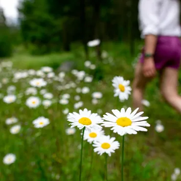 Hike through wildflowers