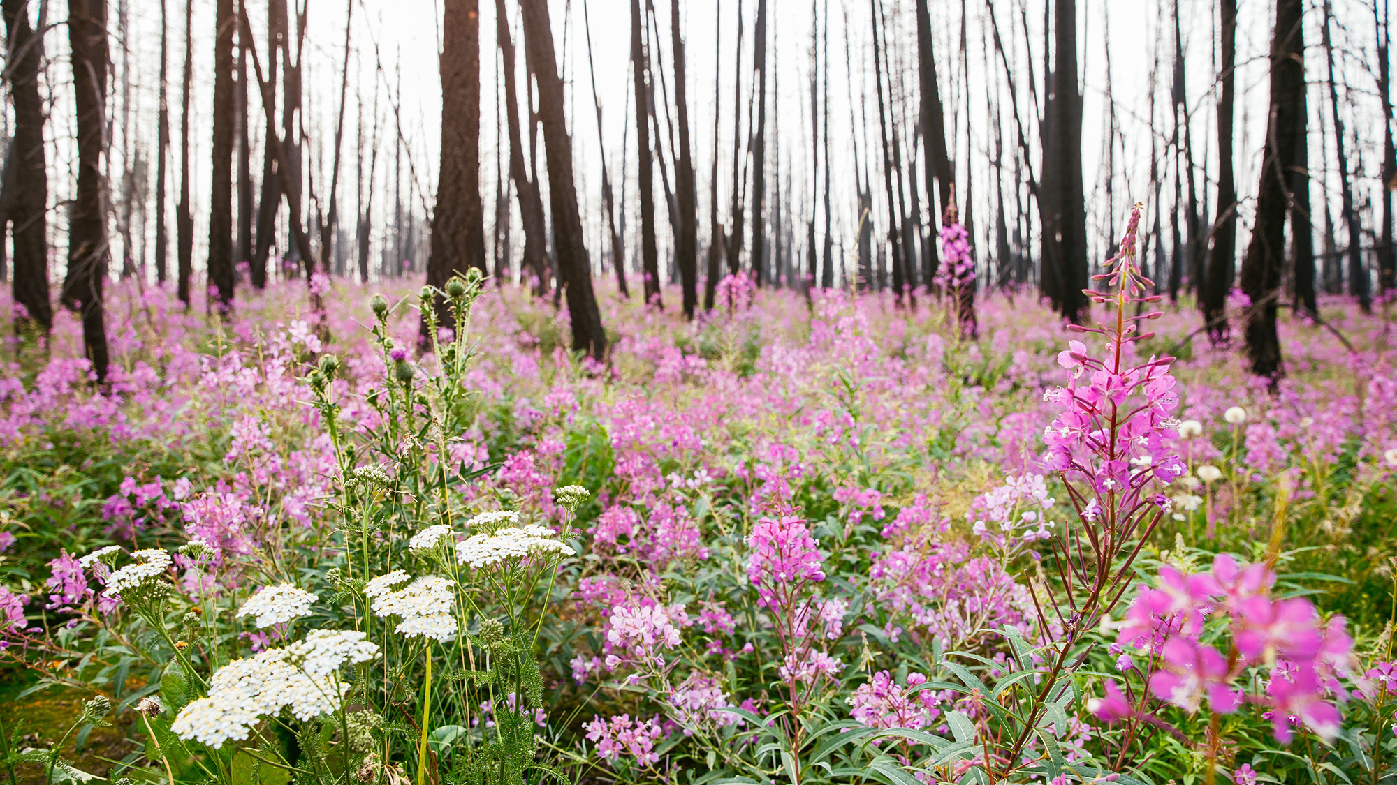 A Sea Of Magenta Pink Fireweed Wildflowers at our Wildland Private Nature Reserve