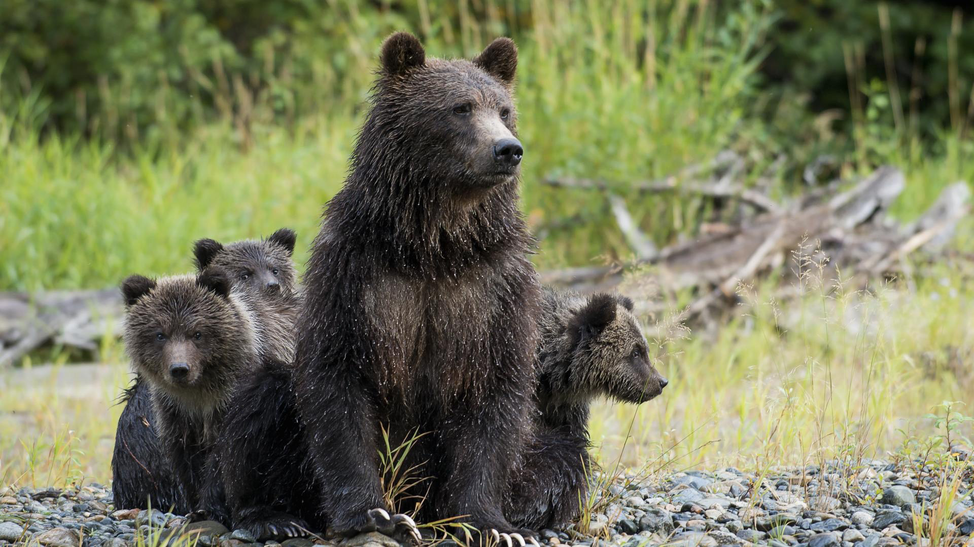 Grizzly Bear Family at Tweedsmuir Park Lodge